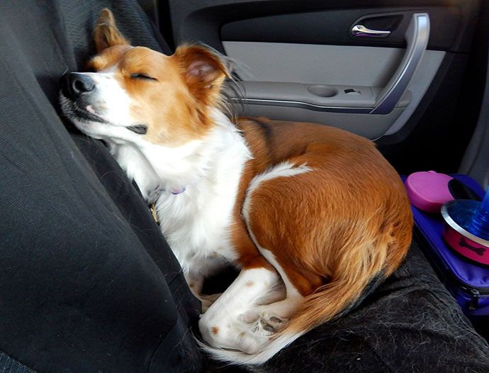 best car seat covers for pets