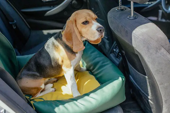 best affordable dog car harness
