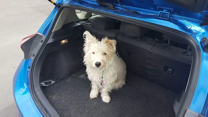 best dog ramp for back seat of car