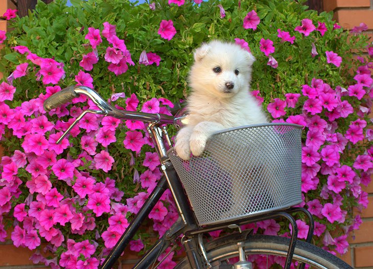 best dog bike carrier