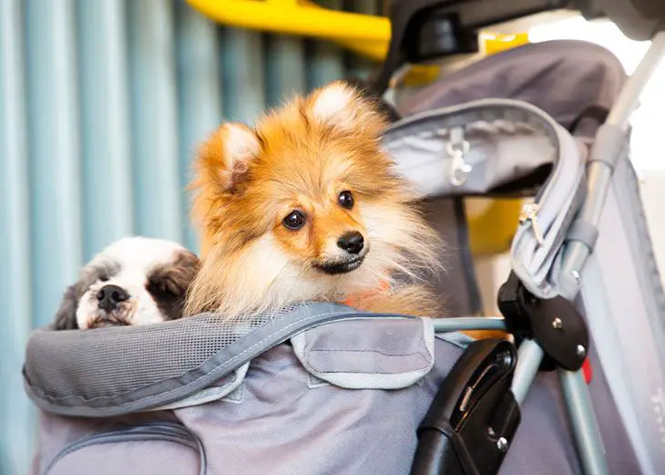best choice products pet stroller