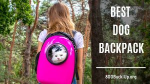 best dog backpack