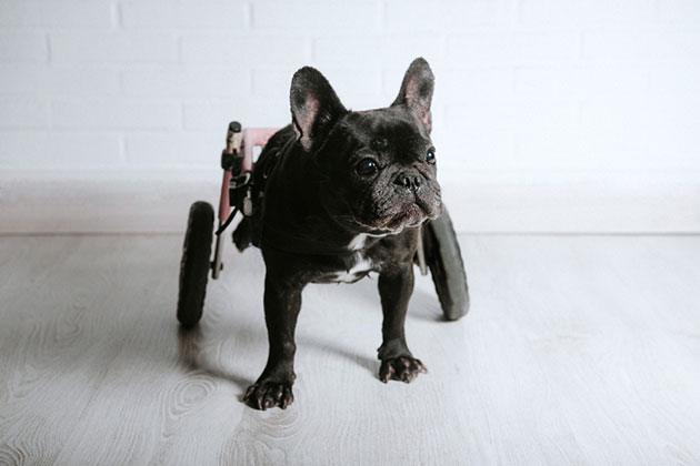 best dog wheelchairs for back legs