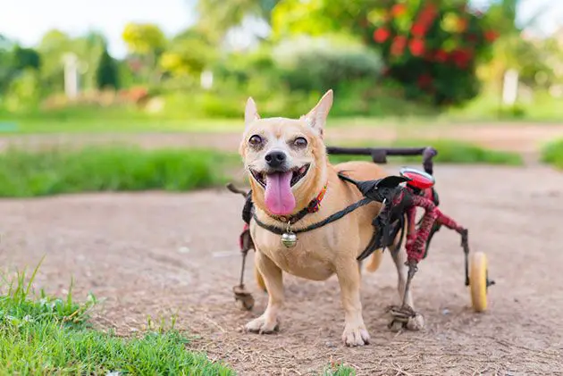 best dog wheelchairs for small dogs