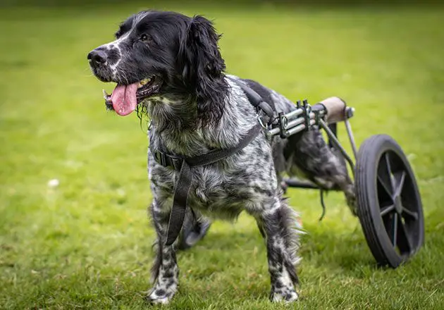 best dog wheelchair for large dogs