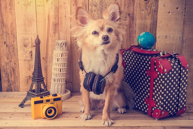 best dog travel crate reviews