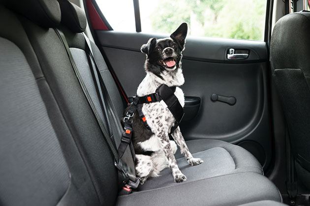 how to get dog pee out of cloth car seat