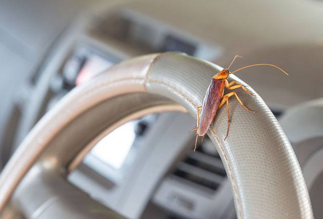 how to get rid of roaches in car fast